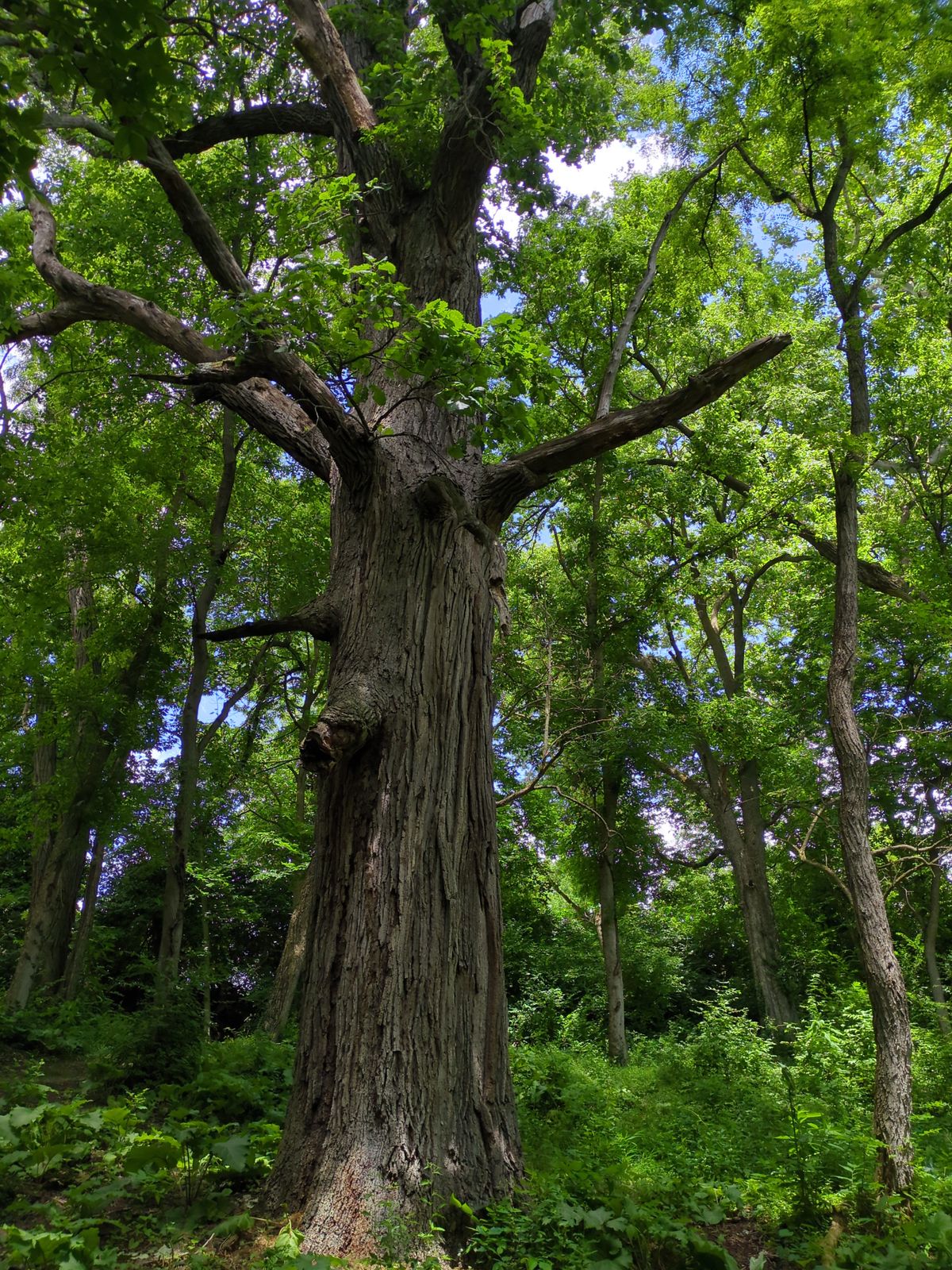 Massive Oak on 13/14
