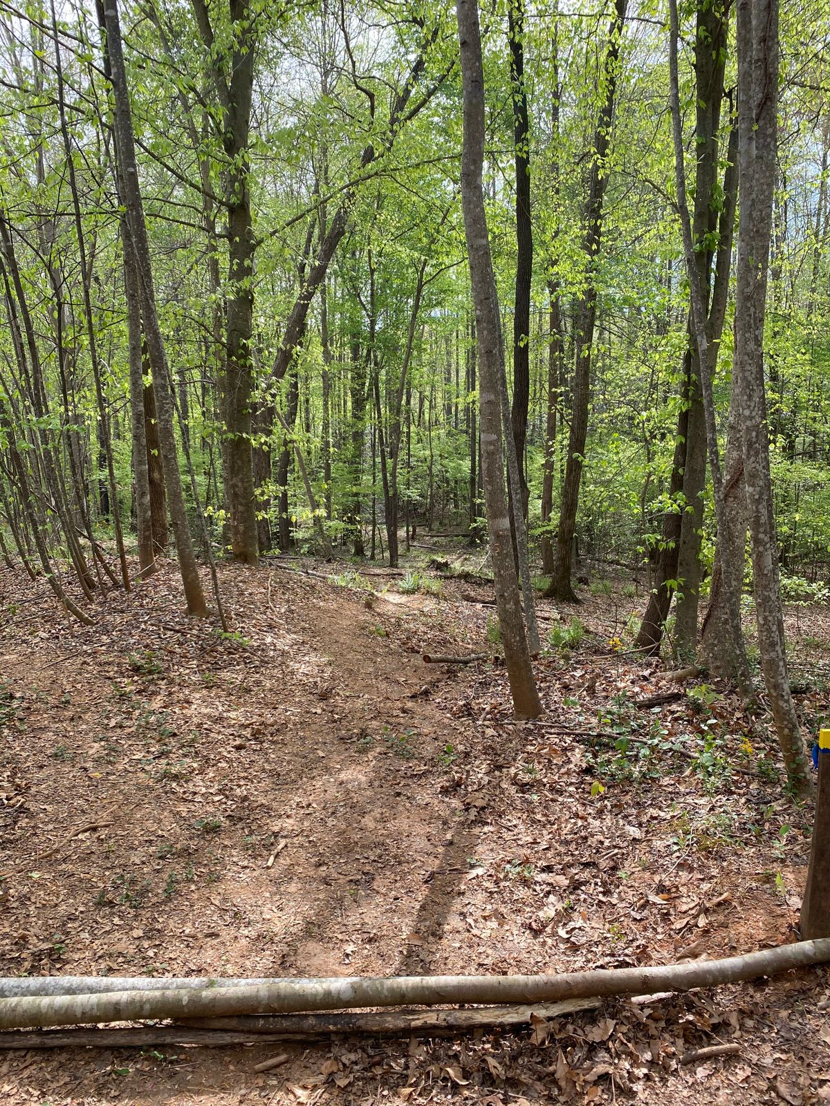 Hole 6 tee. Zig zag shape fairway.