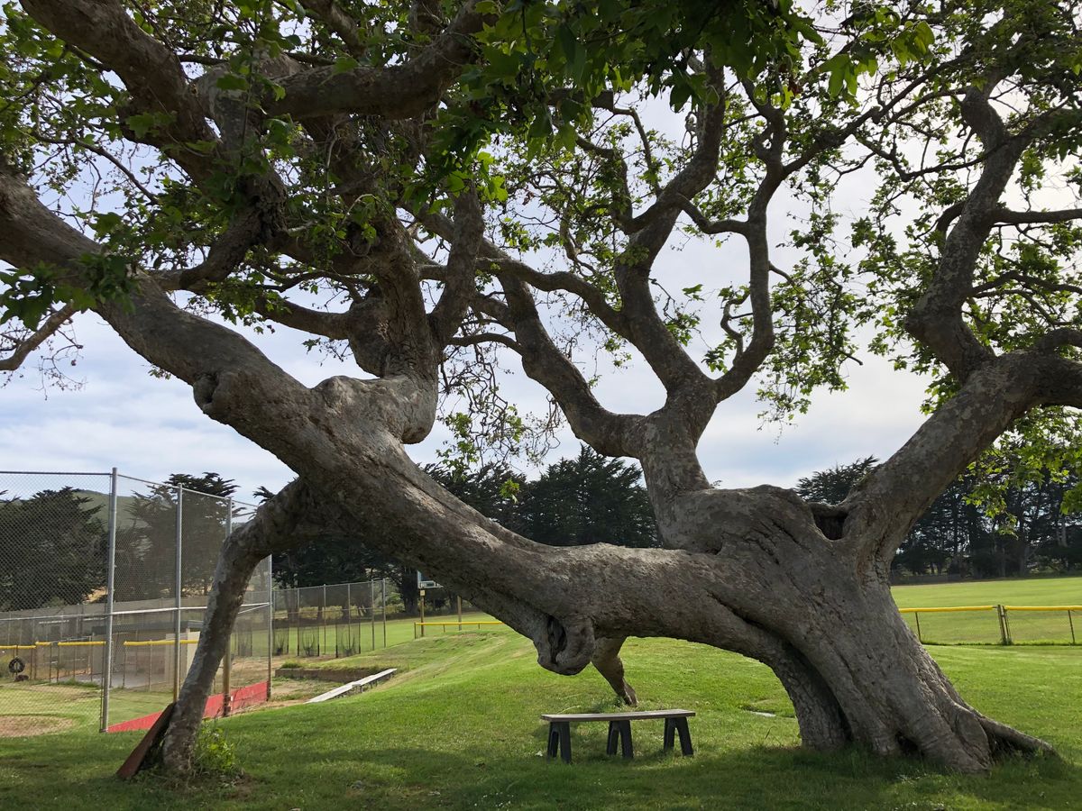 Incredible Sycamore on Hole 17’s fairway.