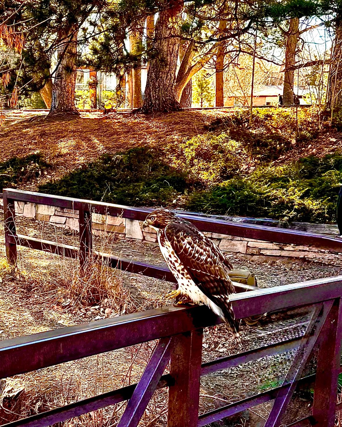 Found this guy just chillin on the bridge at hole 5