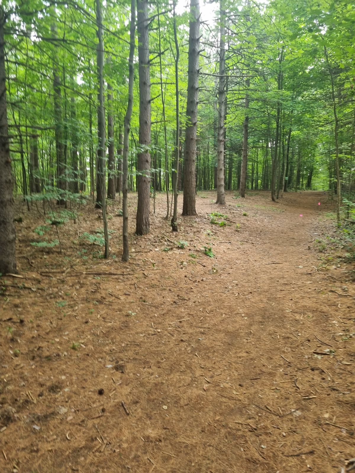 Great course good mix of forest and outside field play. Cannot wait for the trees to mature this course is already great!