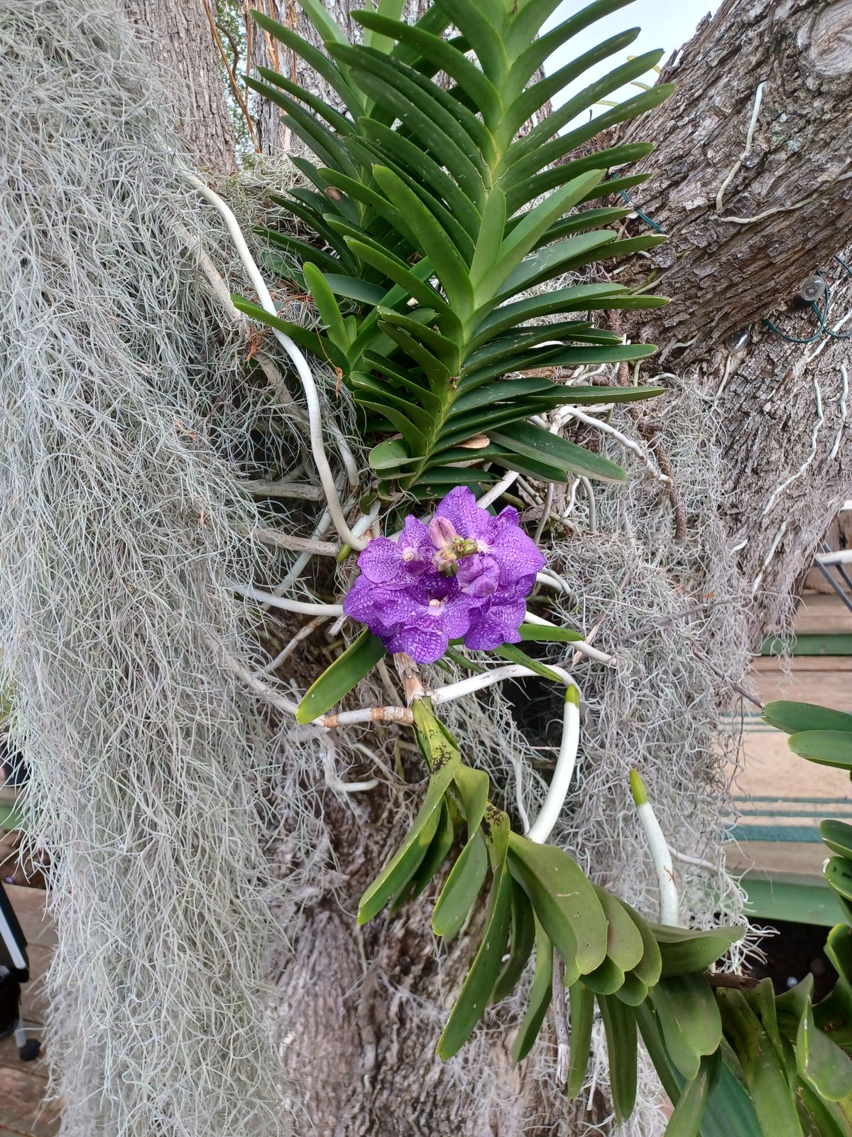 Brother Kit's orchid !🤙