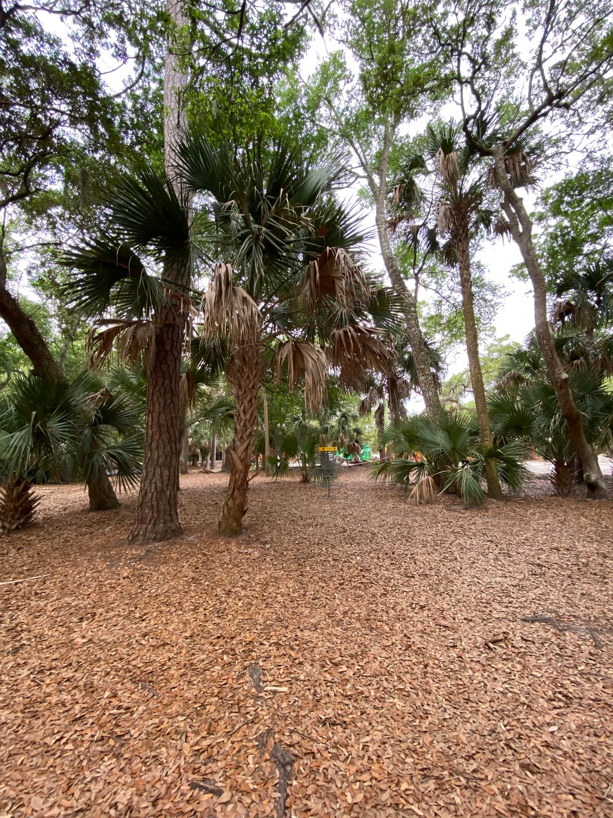 Green of hole 8