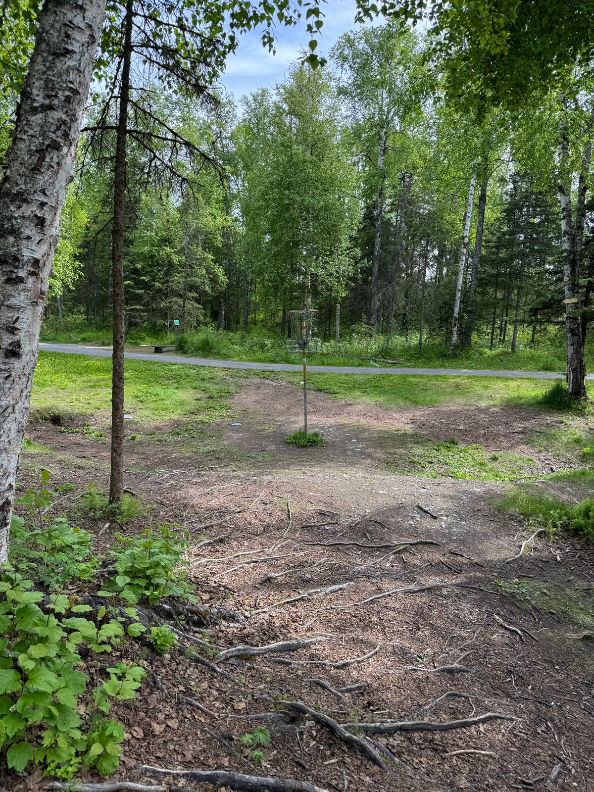 Hole 15: Raised Basket