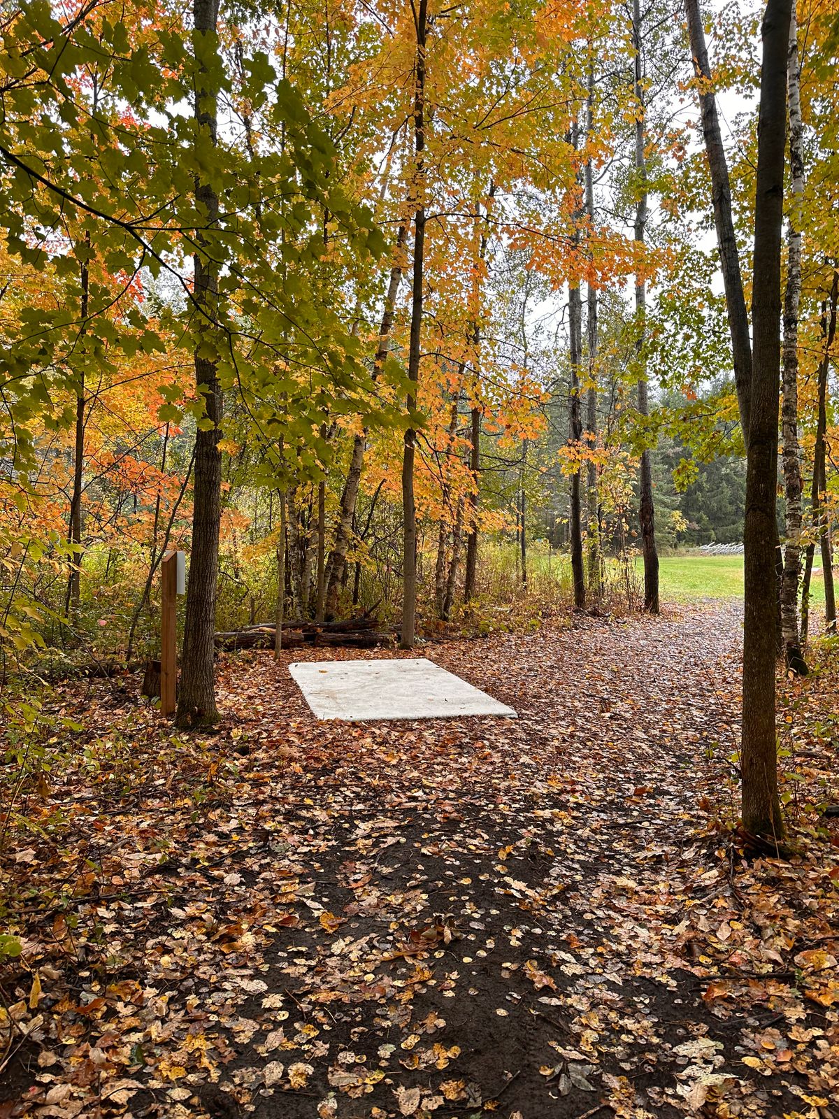 Beautiful, wooded hole 6