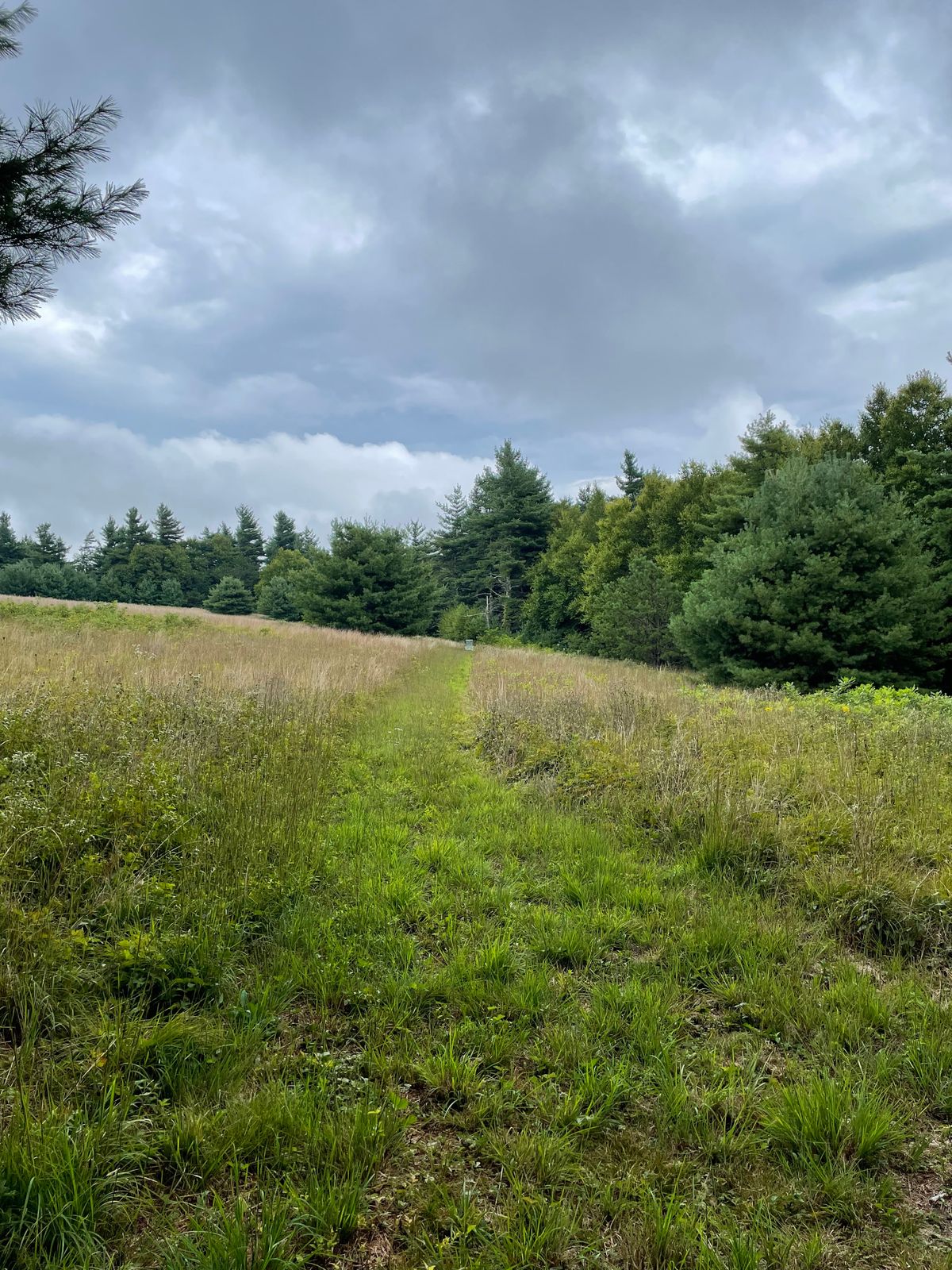 Hole 12 tee. 250ft carry to generous green.