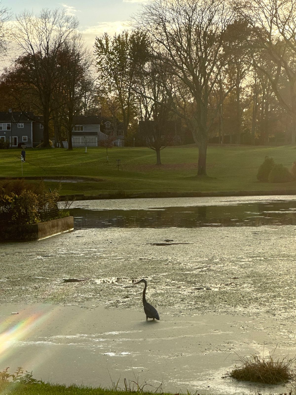 Great blue Heron at golden hour