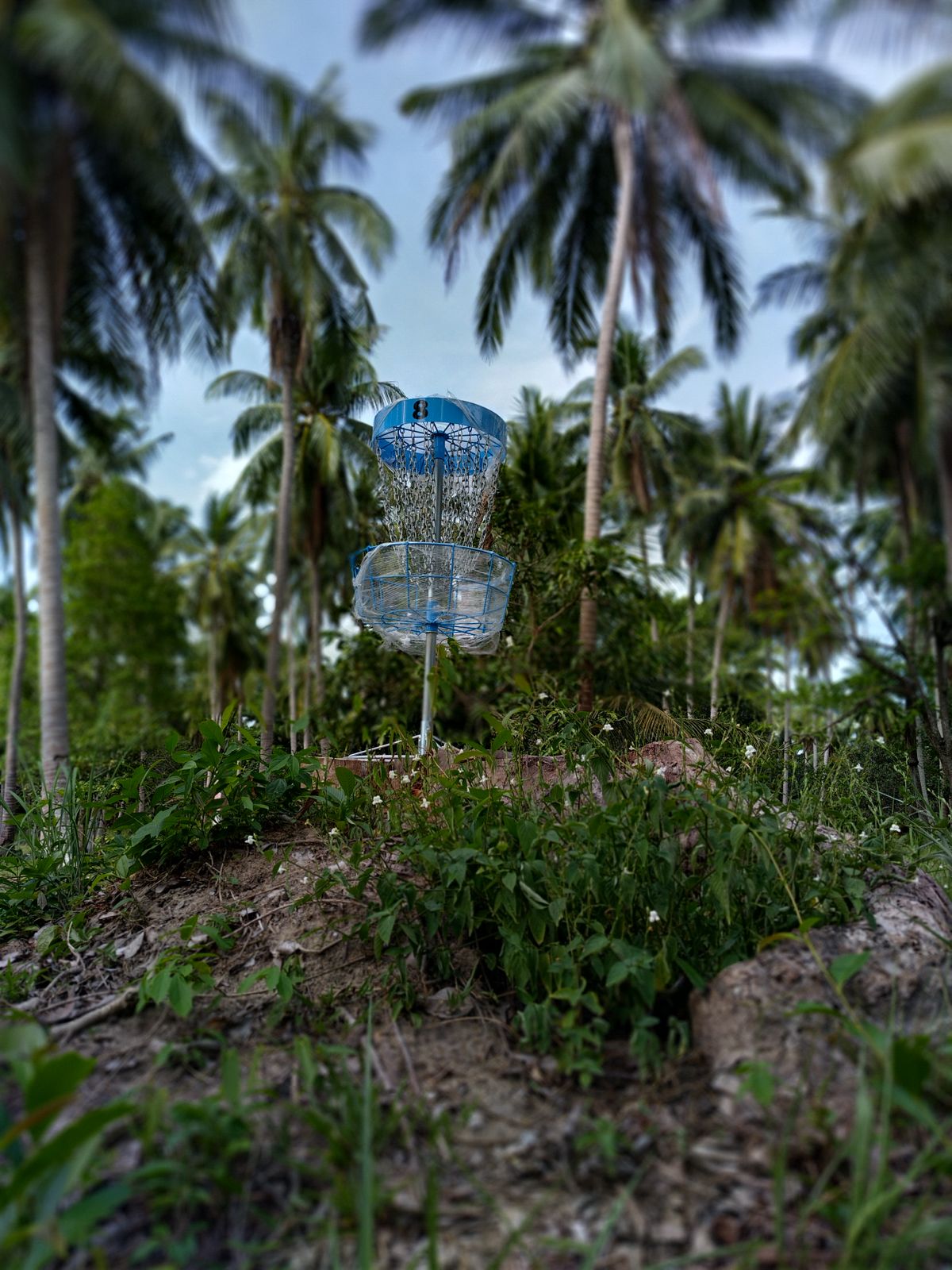 Hole 8, elevated basket.