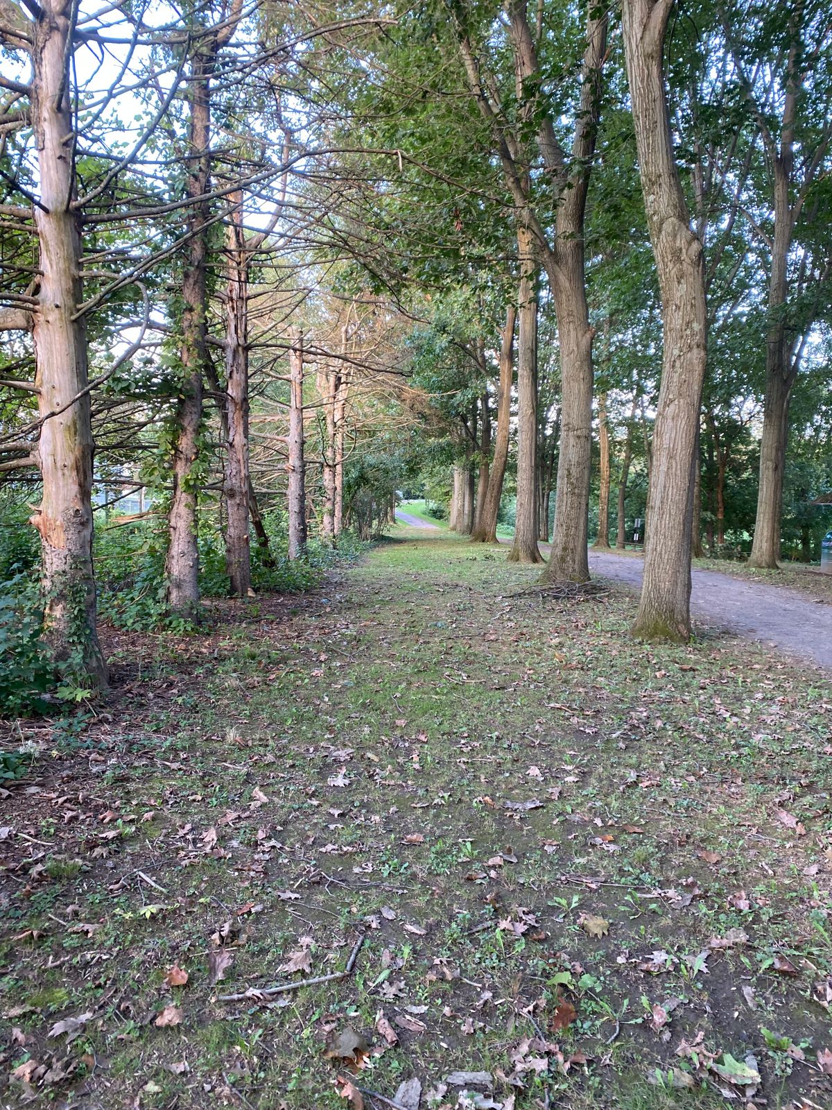 Tree tunnel on hole 8