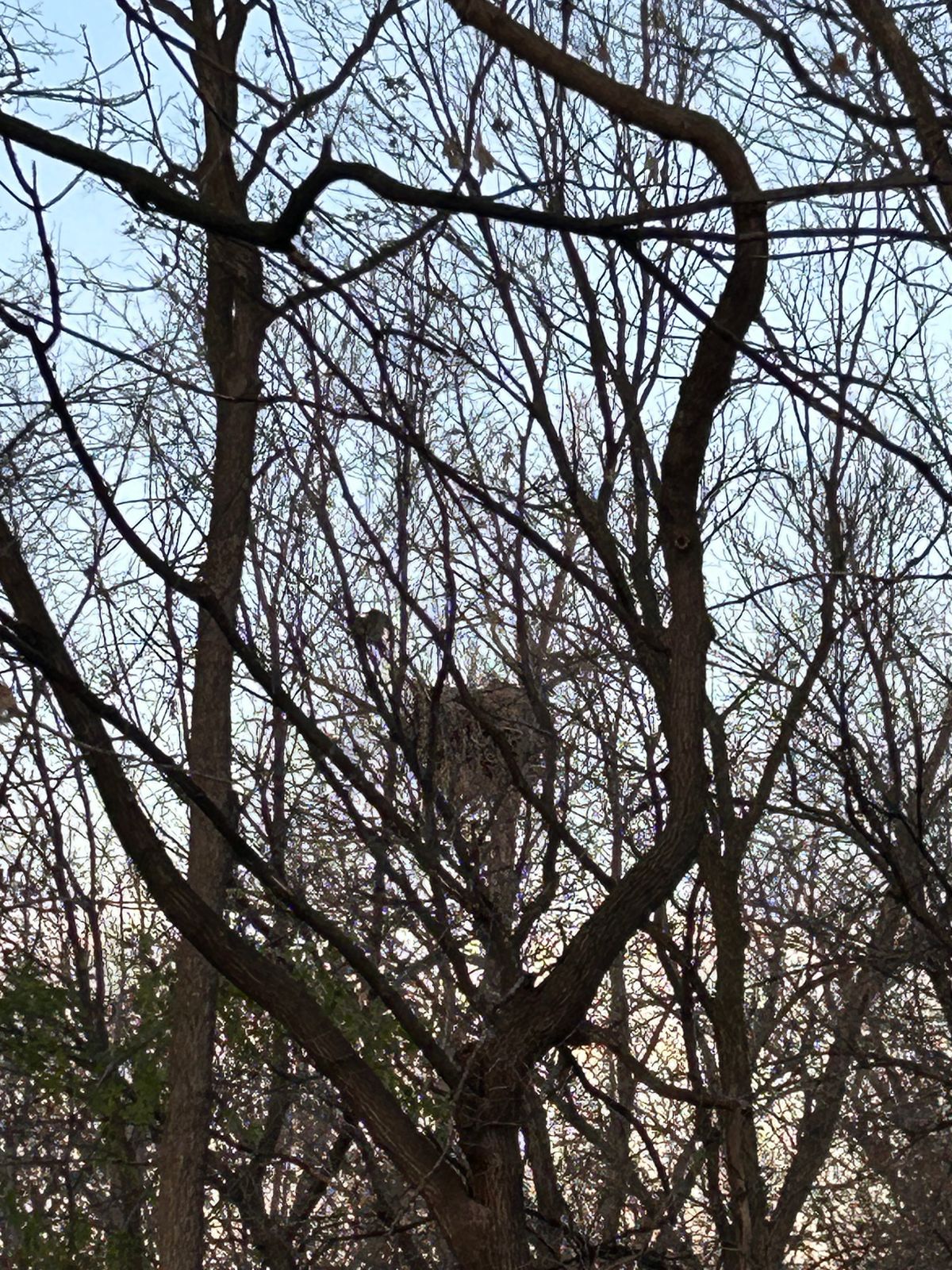 Eagle nest to the right of hole 8