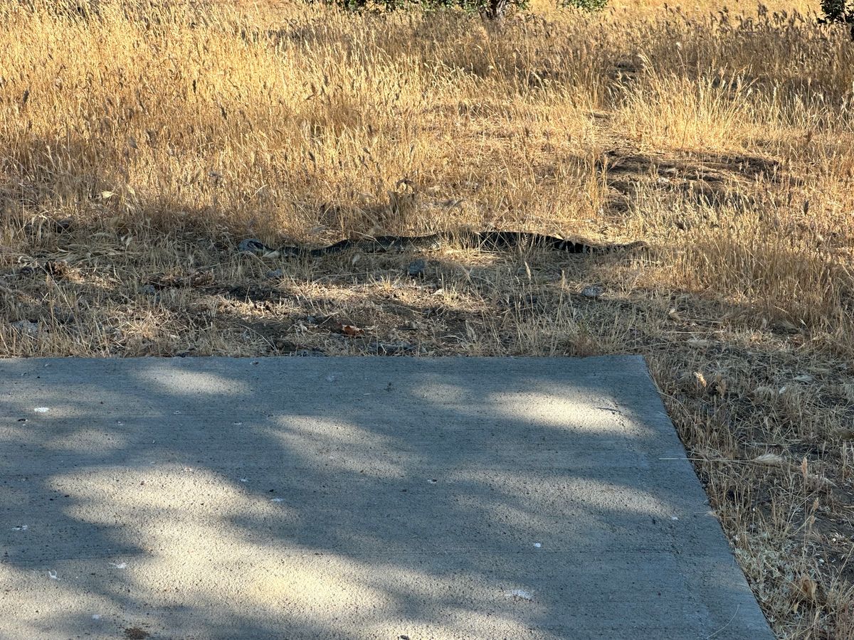 Rattlesnake at t pad #15.
