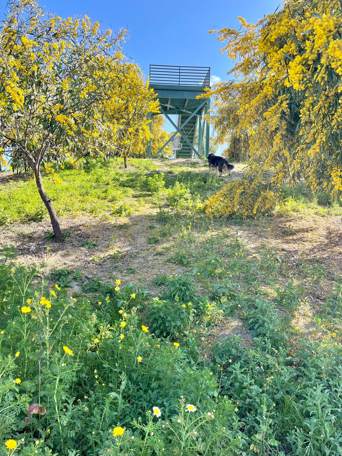 Lush foliage out there in the Spring!
