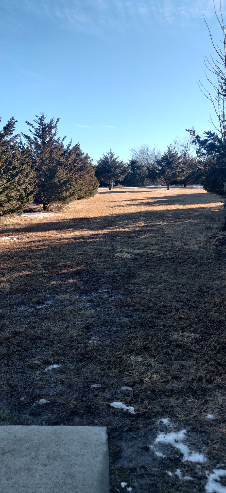 Hole 6. Uphill, straight to hyzer finish. Tucked behind trimmed up cedars.
