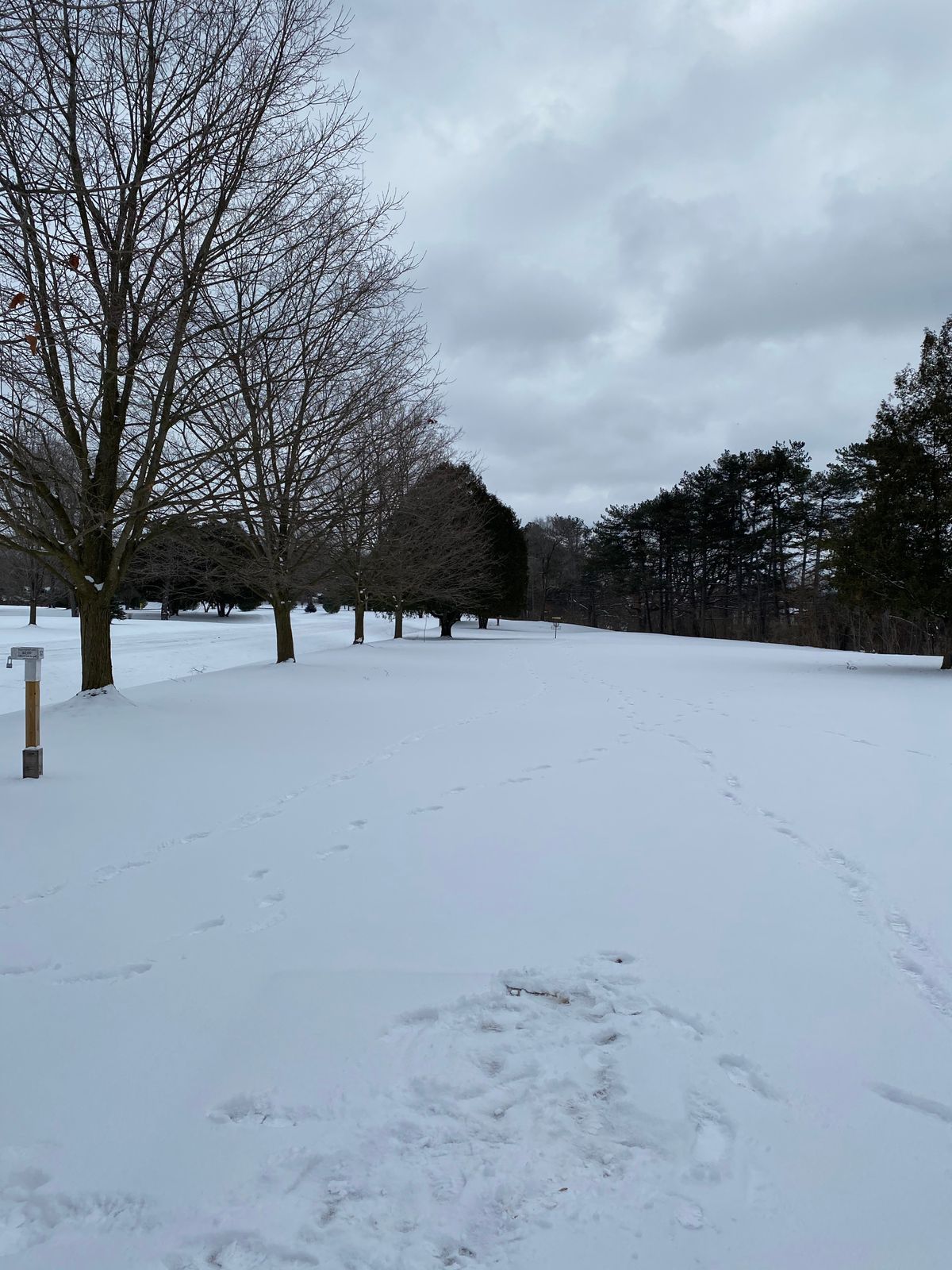 Beautiful Snow