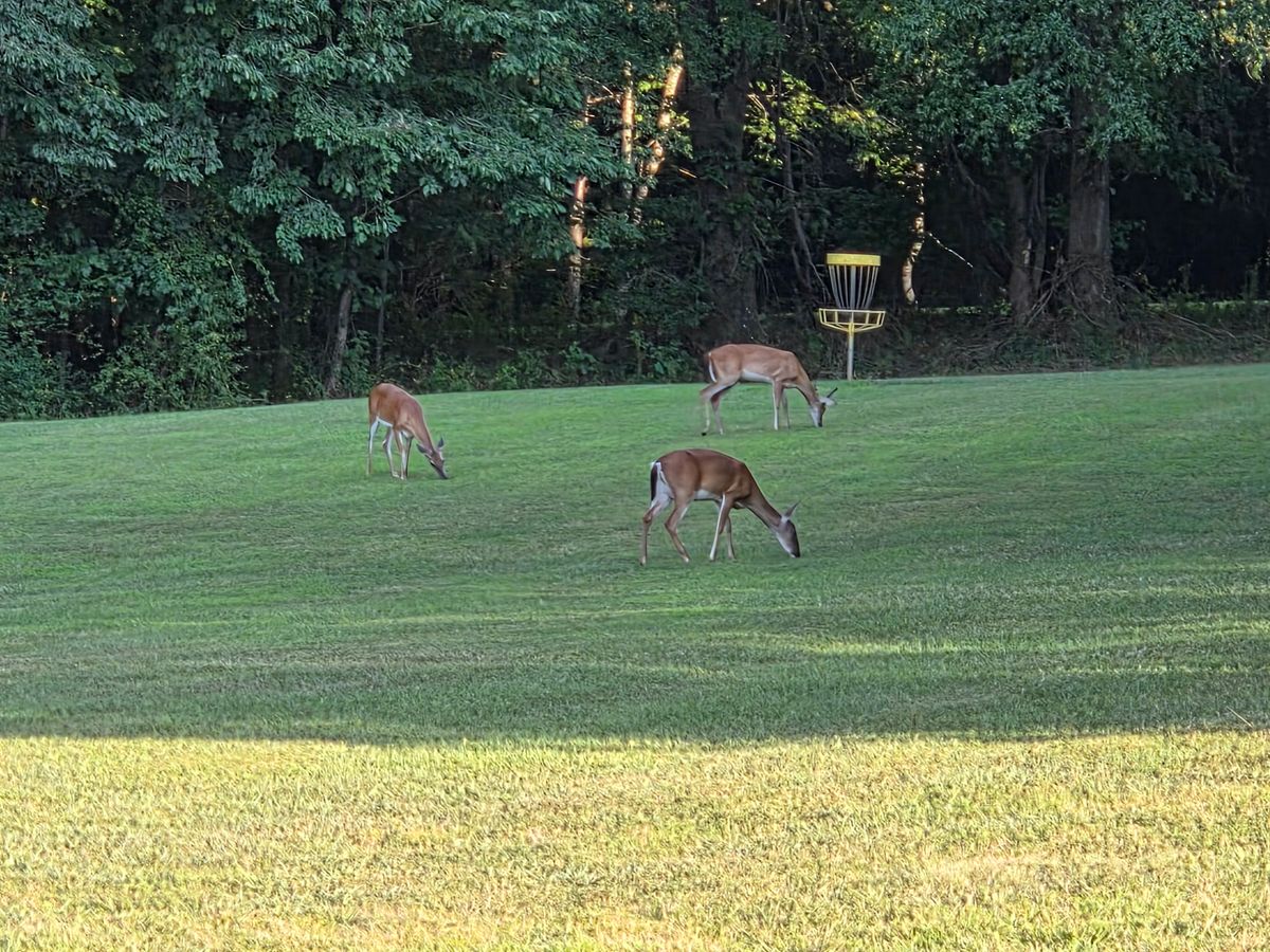Nice ending to a round. Saw this herd on 1 after finishing up.