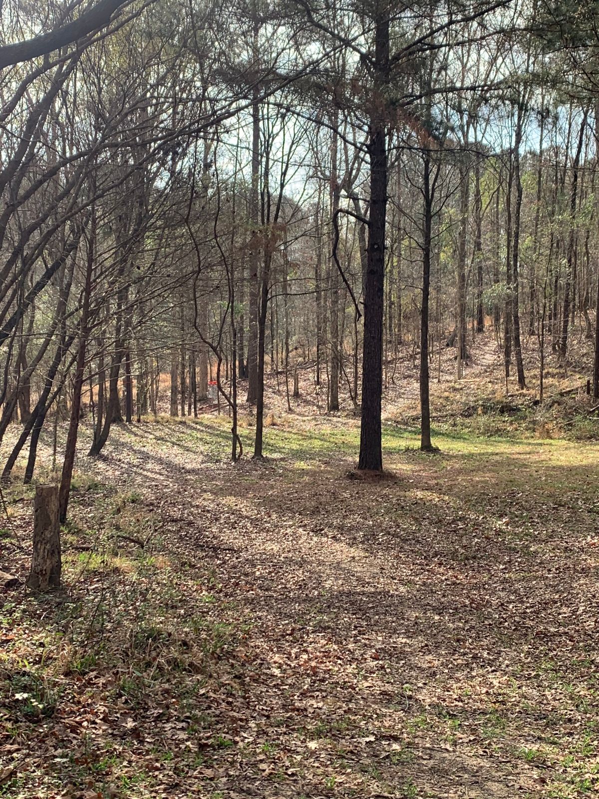 11 after the dogwood