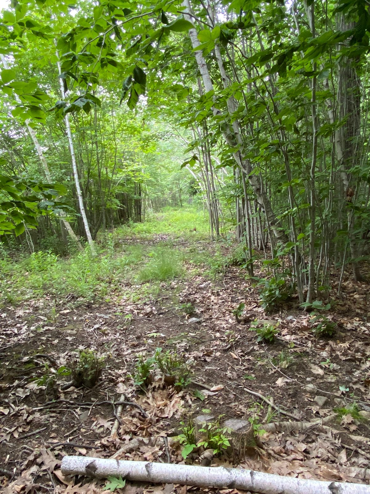 Hole 12