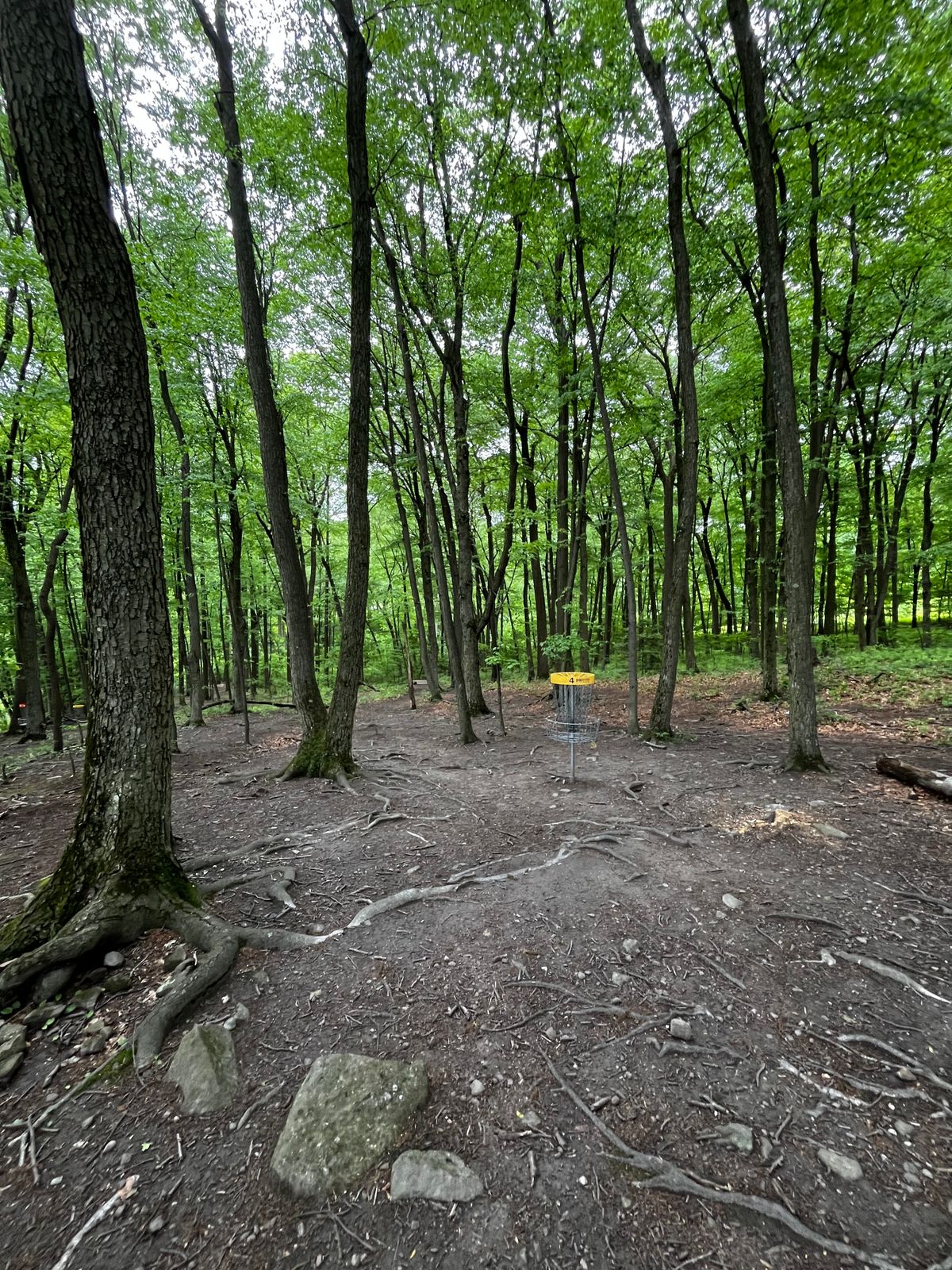 Hole 4 yellow green