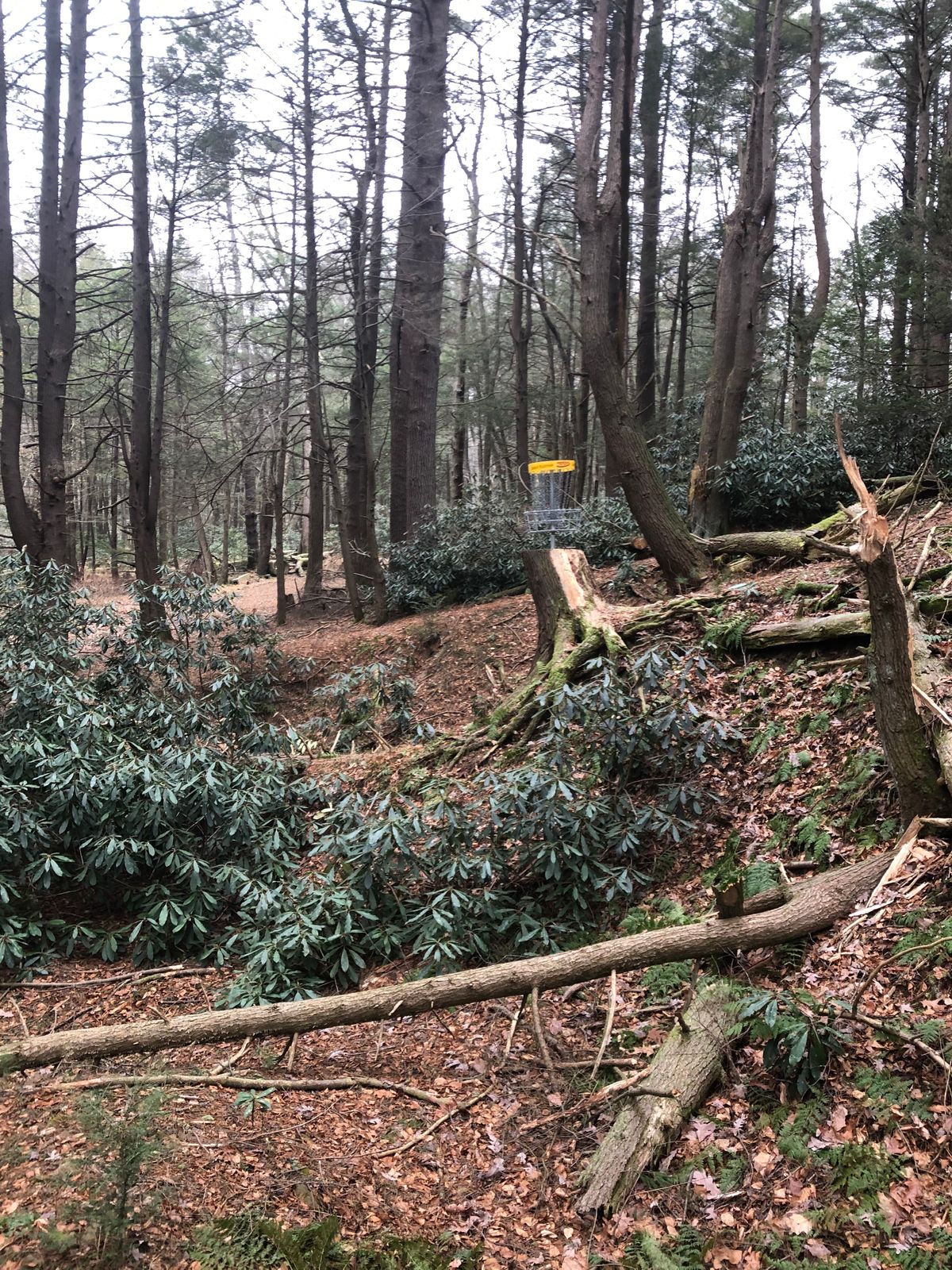 Hole 1 basket