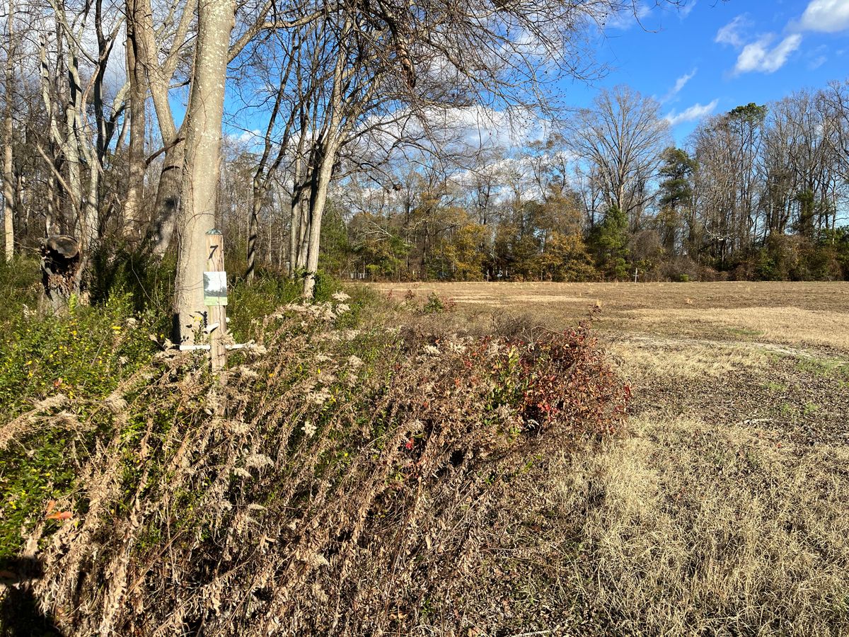 Hole 7 tee