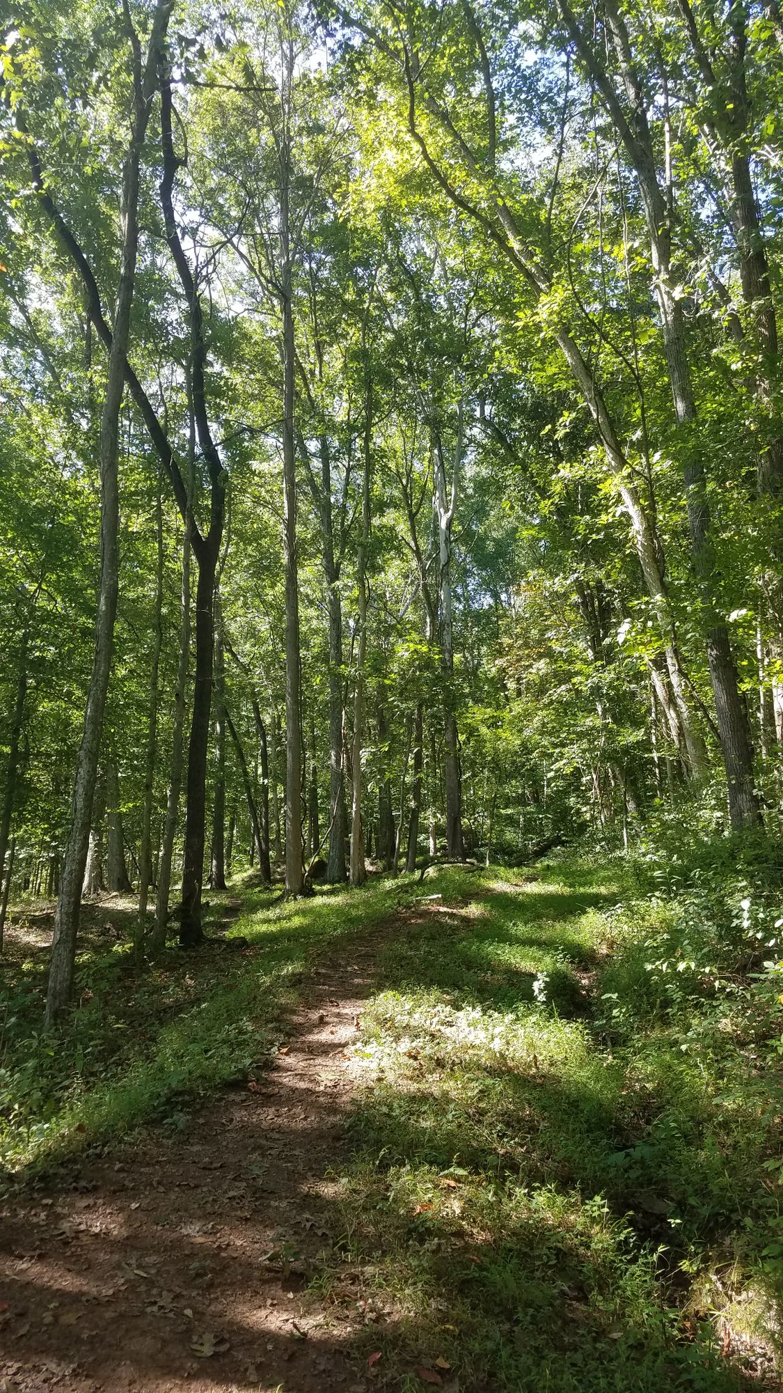 Hole #12 Short Tee