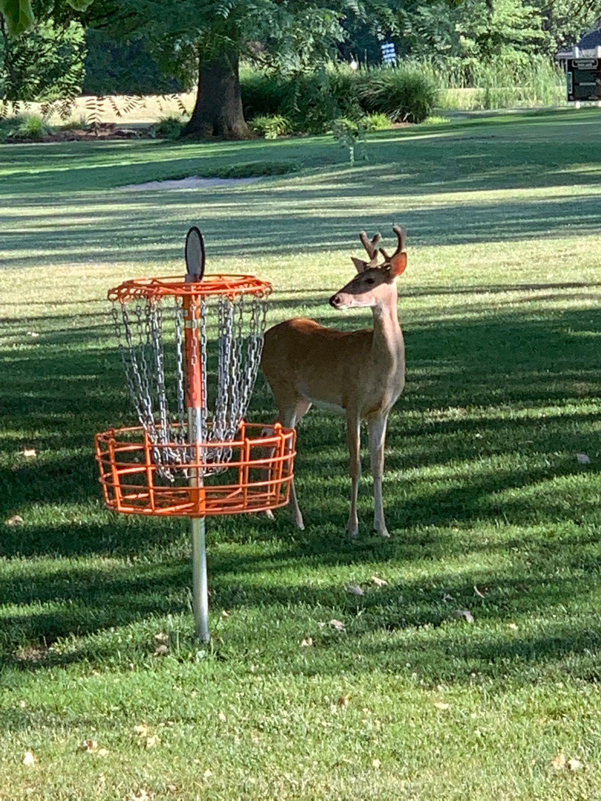 Whitetail Buck standing by hole 9