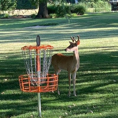 Whitetail Buck standing by hole 9