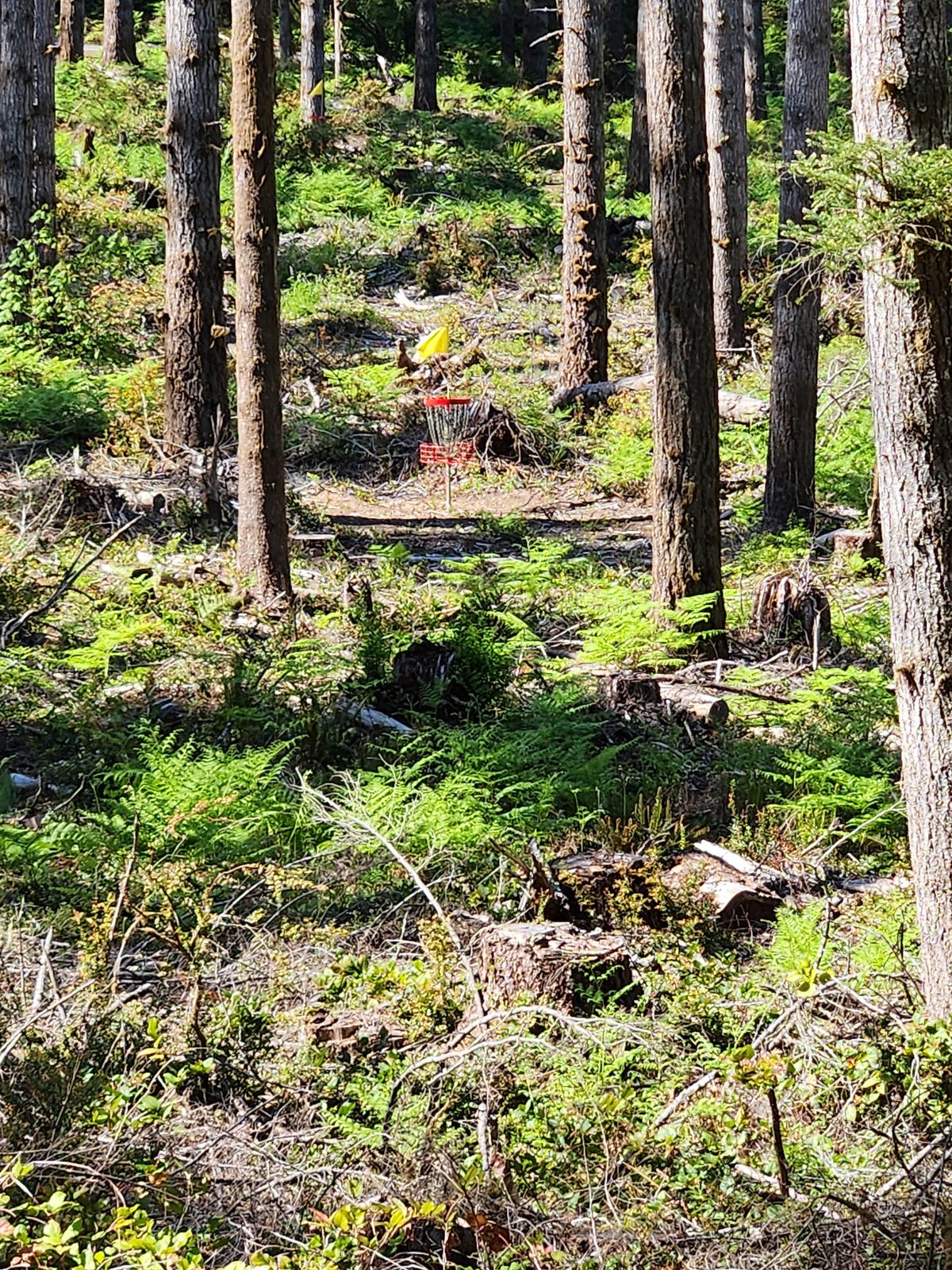 Hole 4 Basket