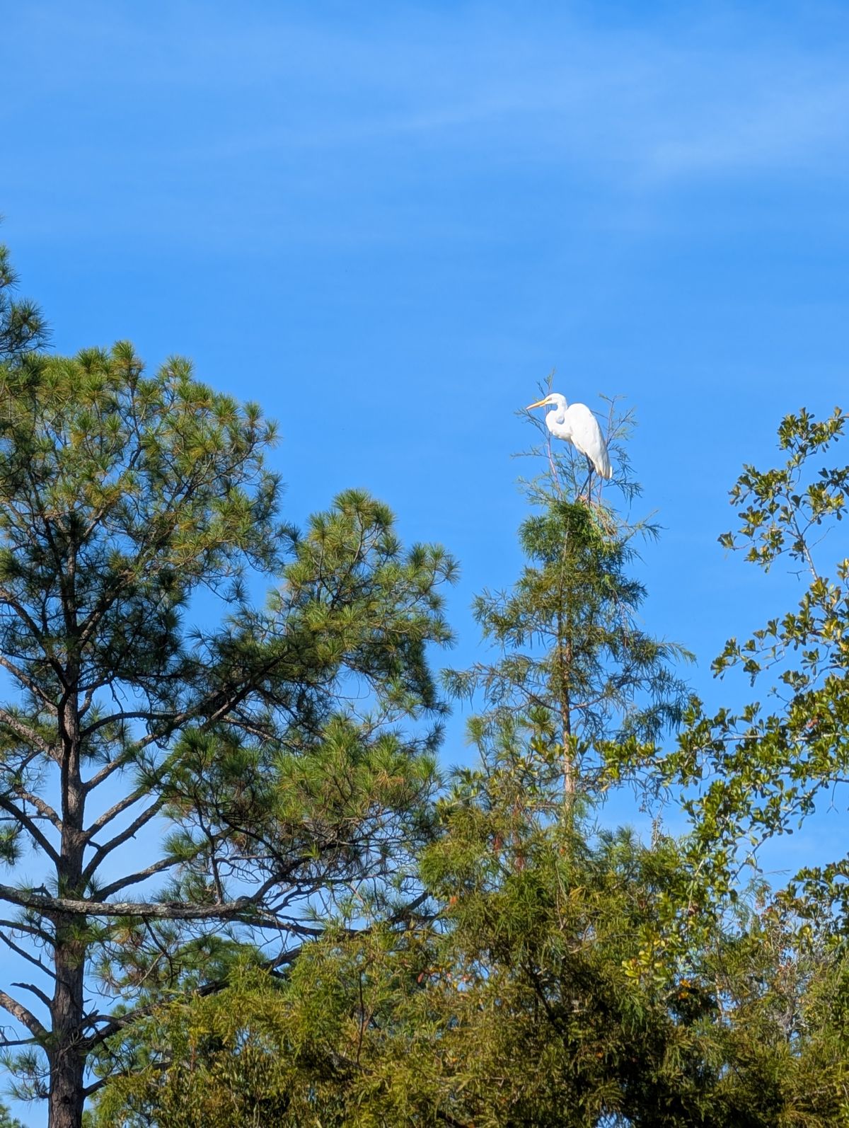Crane hawks