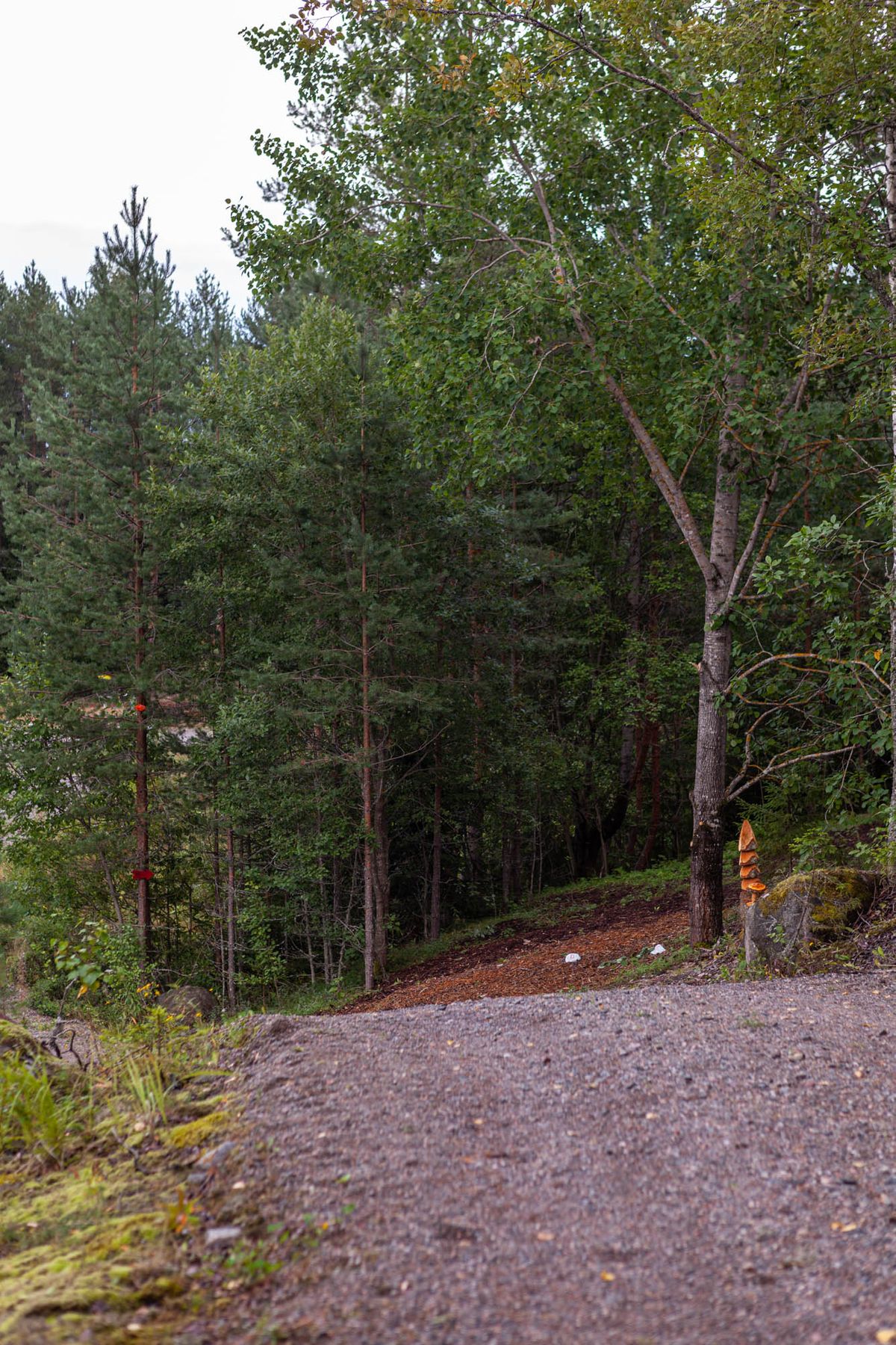 From #3 before going into forest section.