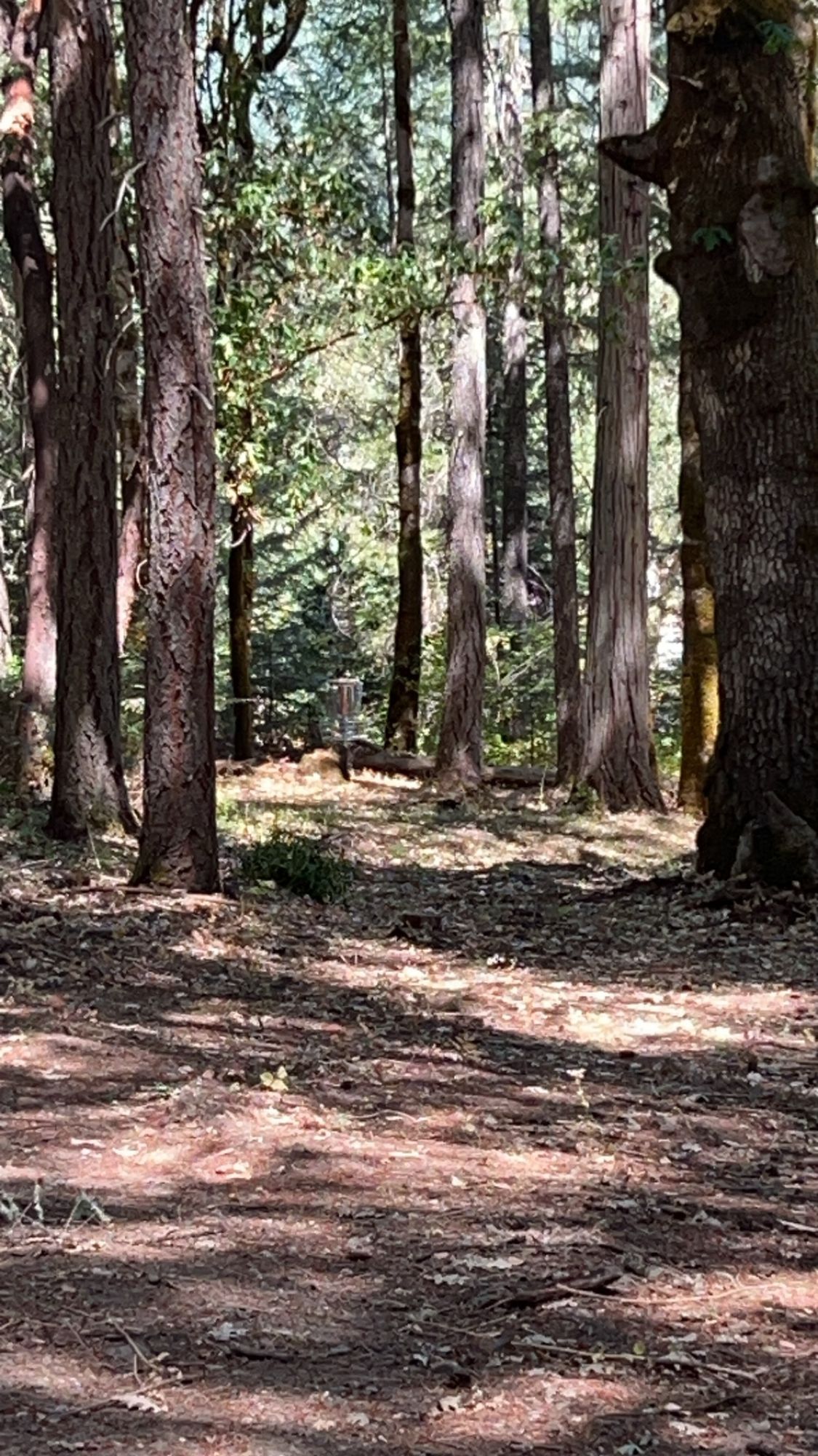 Looking down the fairway of three at the basket.