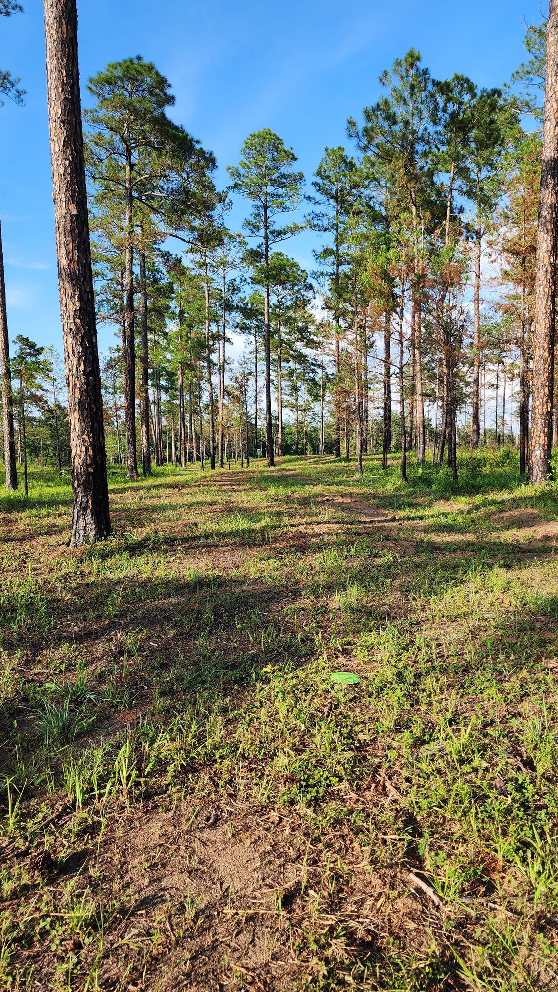 Hole 13 fairway