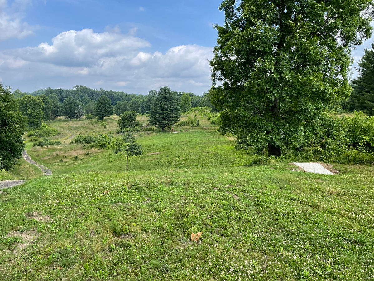 Top edge of hill, midpoint between white tee and basket, looking back to Red tee on right, White tee beyond by pine