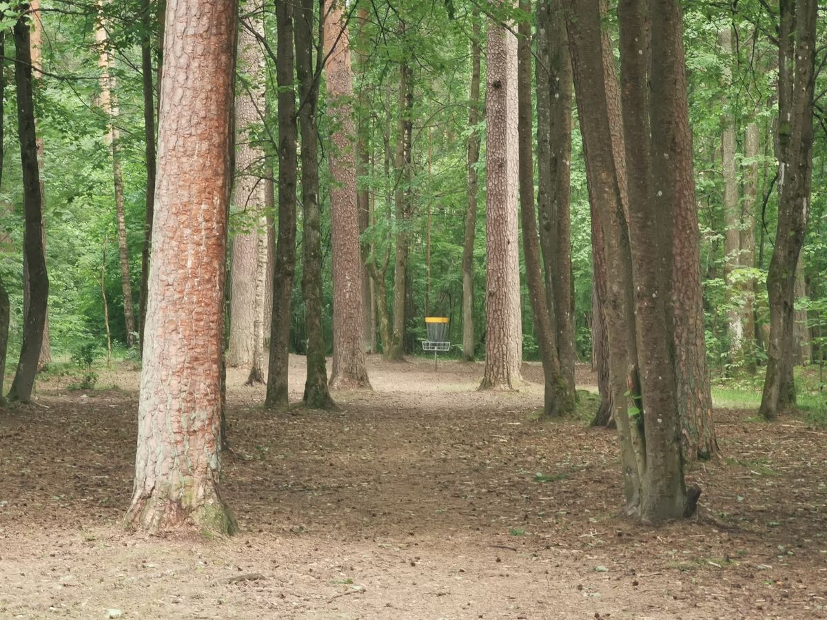DGP course hole no 5 tree tunnel