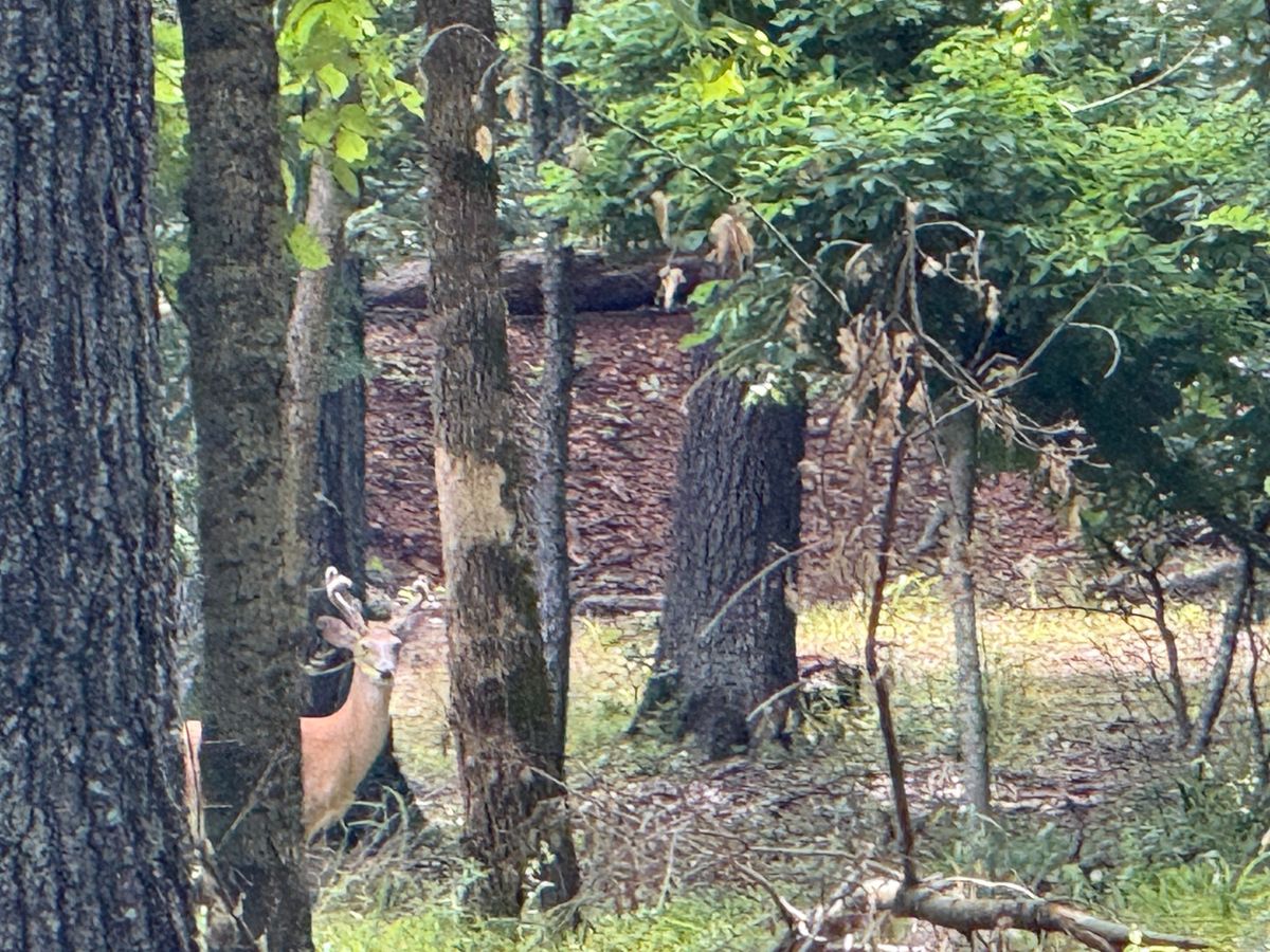 Wildlife