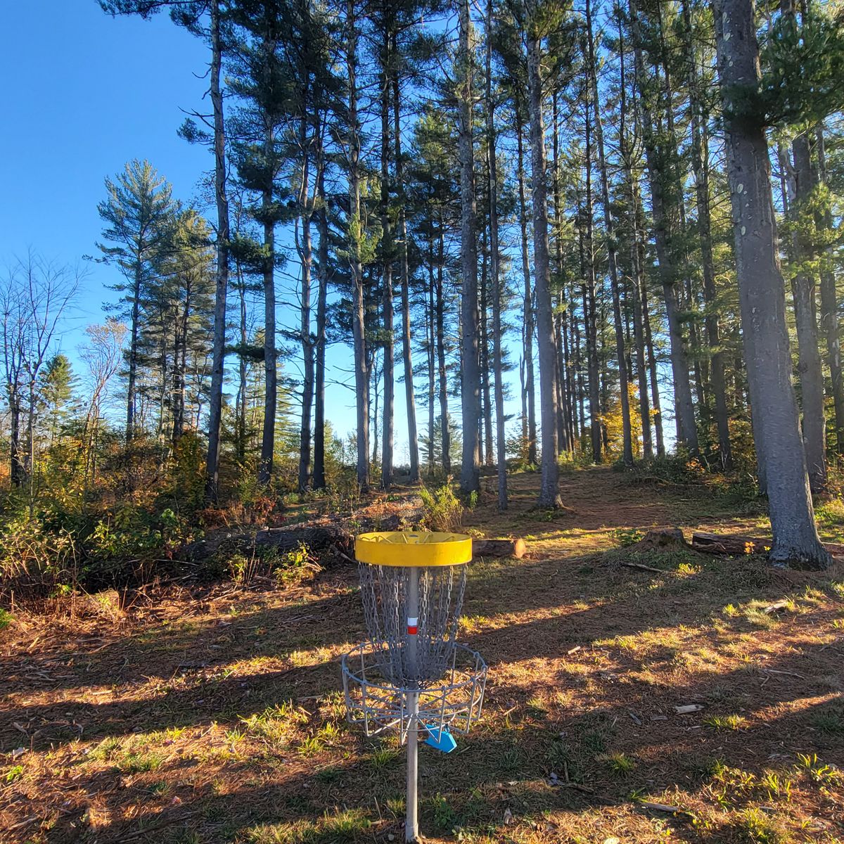Basket of 7 looking back toward teebox