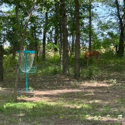 Hole 1 basket deer