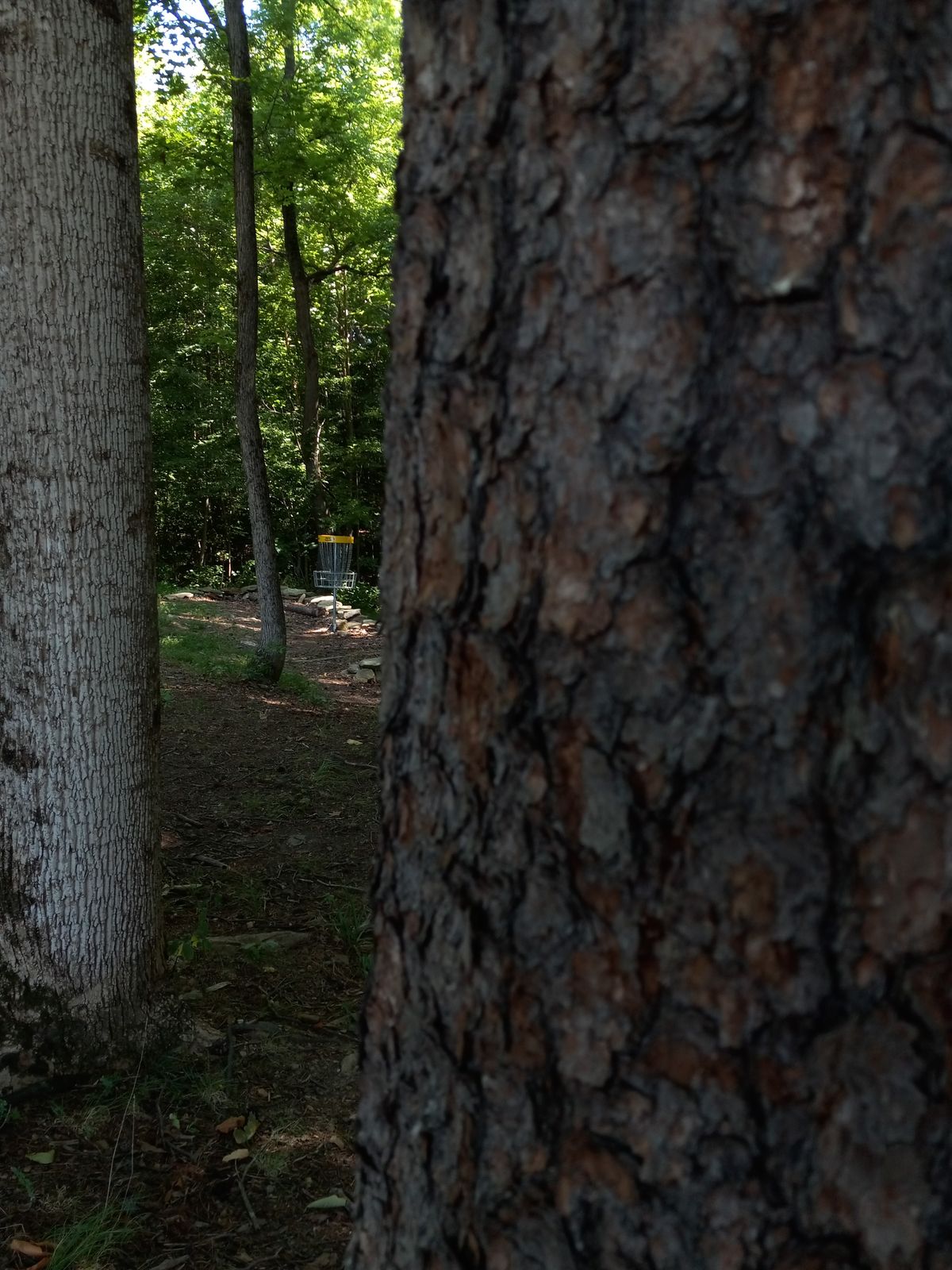 There's a lot of tree weaving. So this course may not be great for beginners.