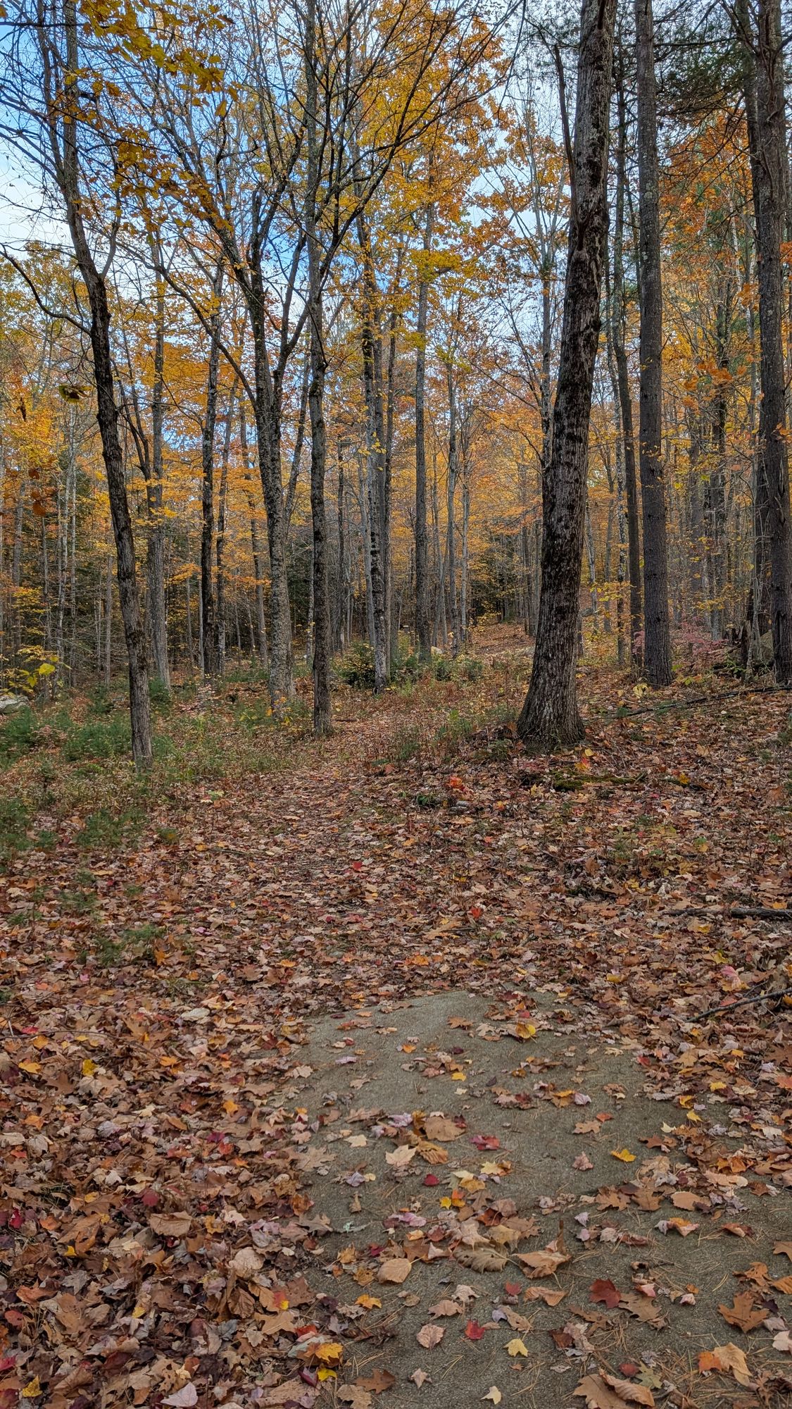 Hole 15 blue teepad