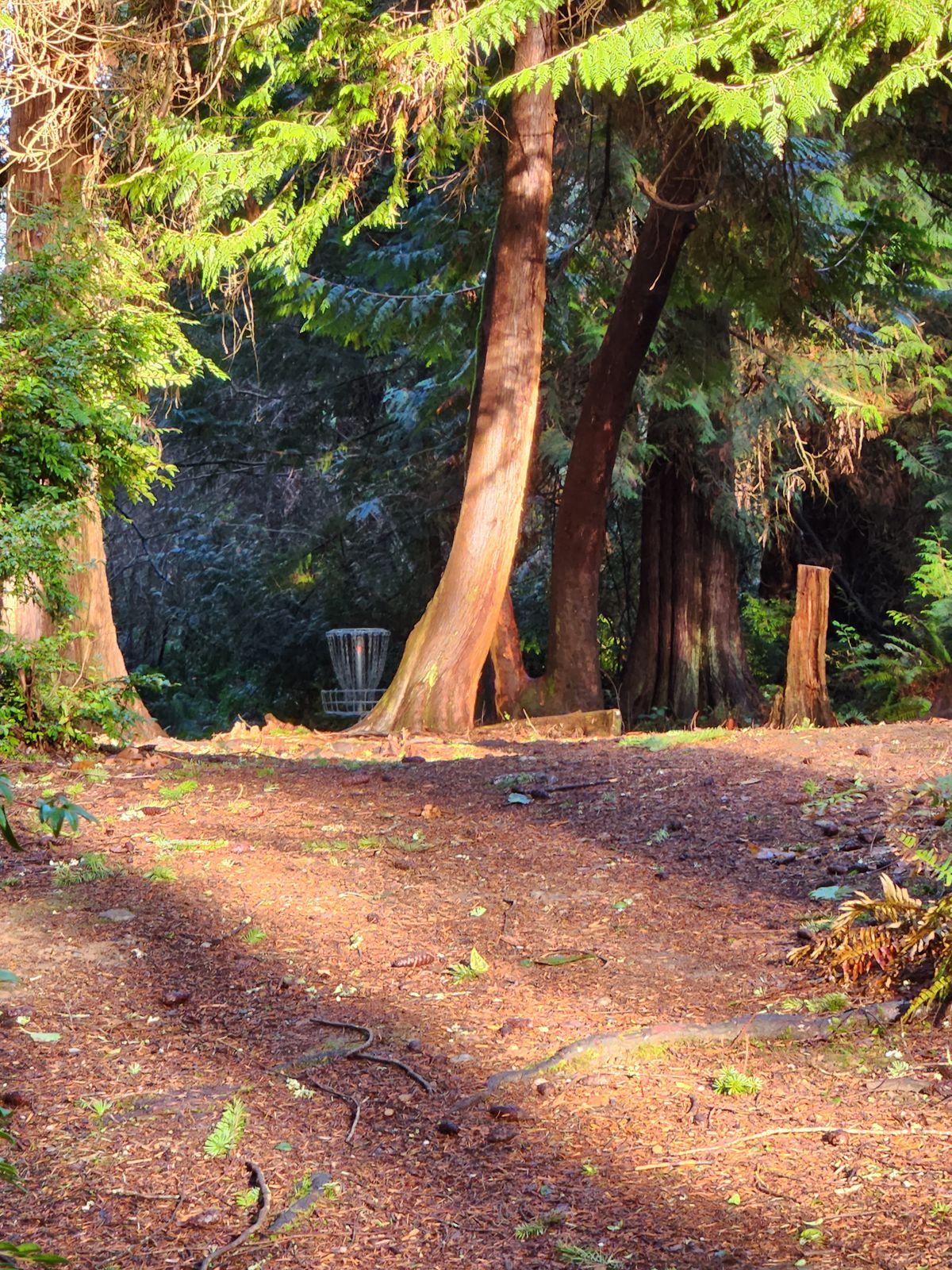 Hole 11 - Basket