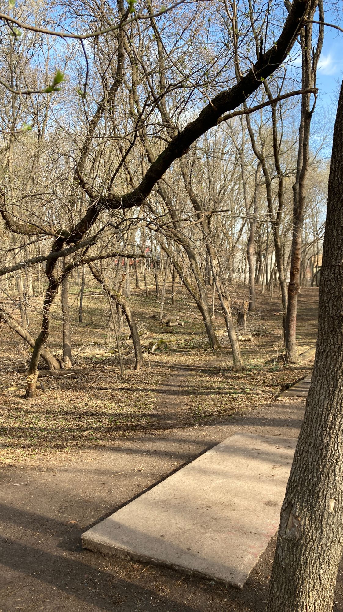 Looks like this tree almost came down last night over tee box 10. Had to bend some branches