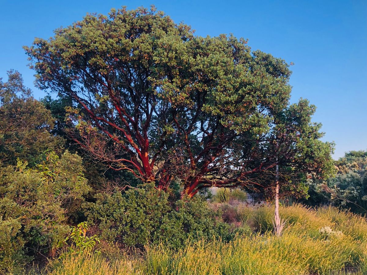Amazing Manzanitas