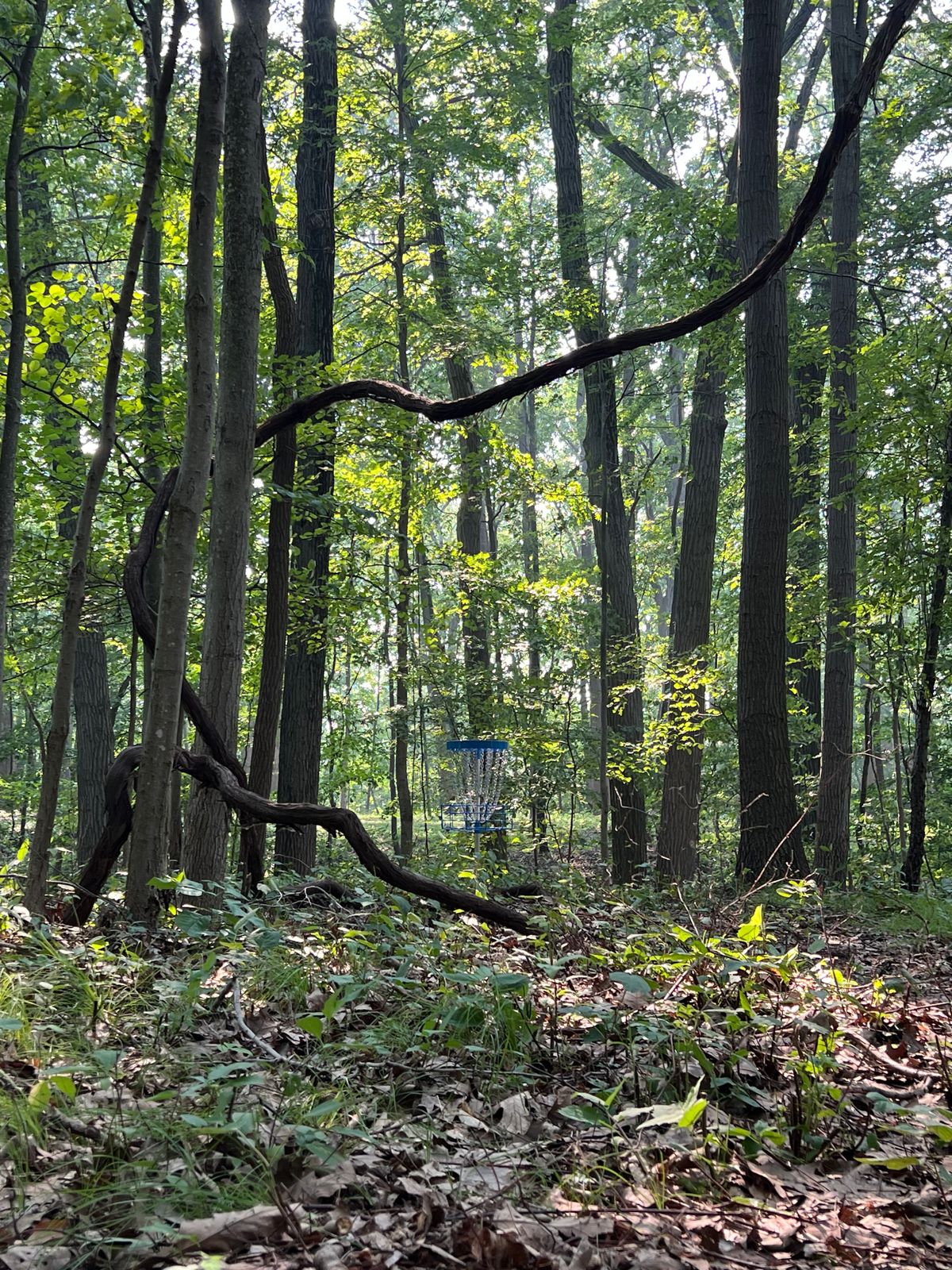 Hole 12 (Blue)