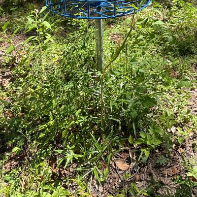 Basket on #8 has vines growing through it. When is the last time someone played this course?