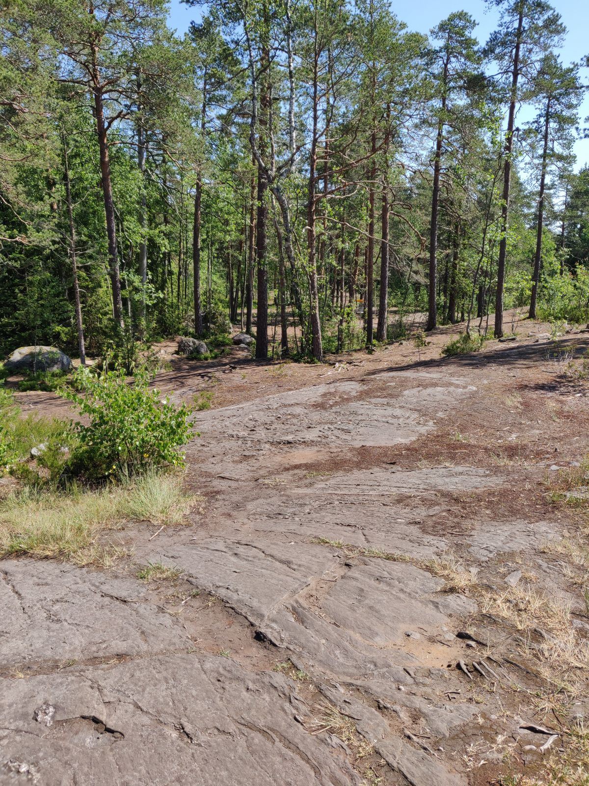 Väylä 7 lisäkuva, vaikeasti kuvasta voi erottaa korin puiden välistä