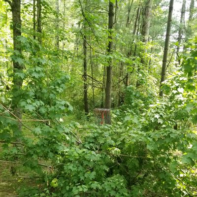 Downed tree blocking basket on 15.