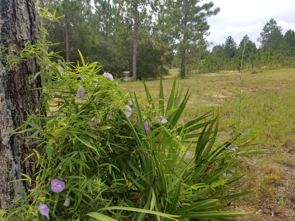 Basket of hole #5