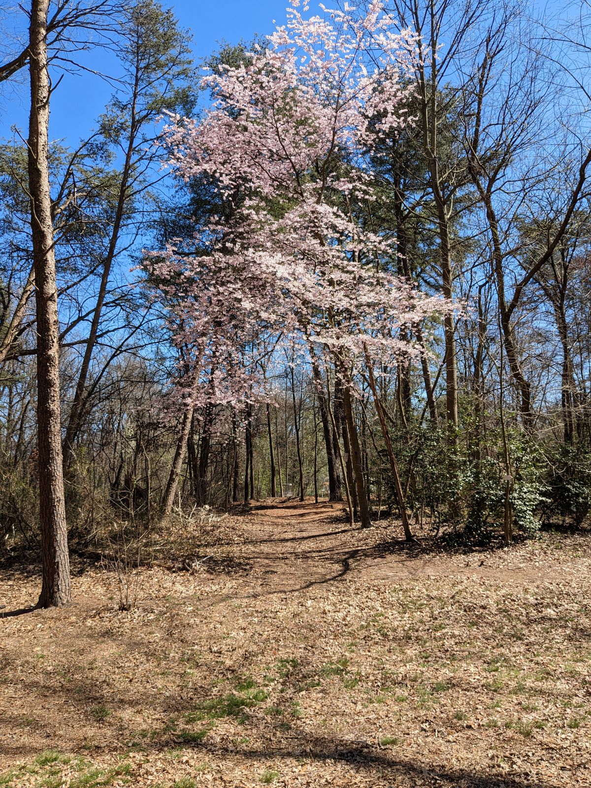 Hole 12, long position