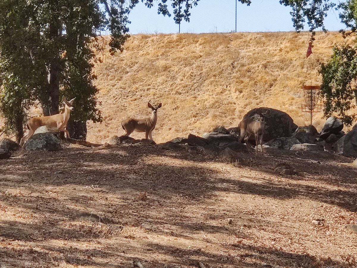 Hole 14 with visitors