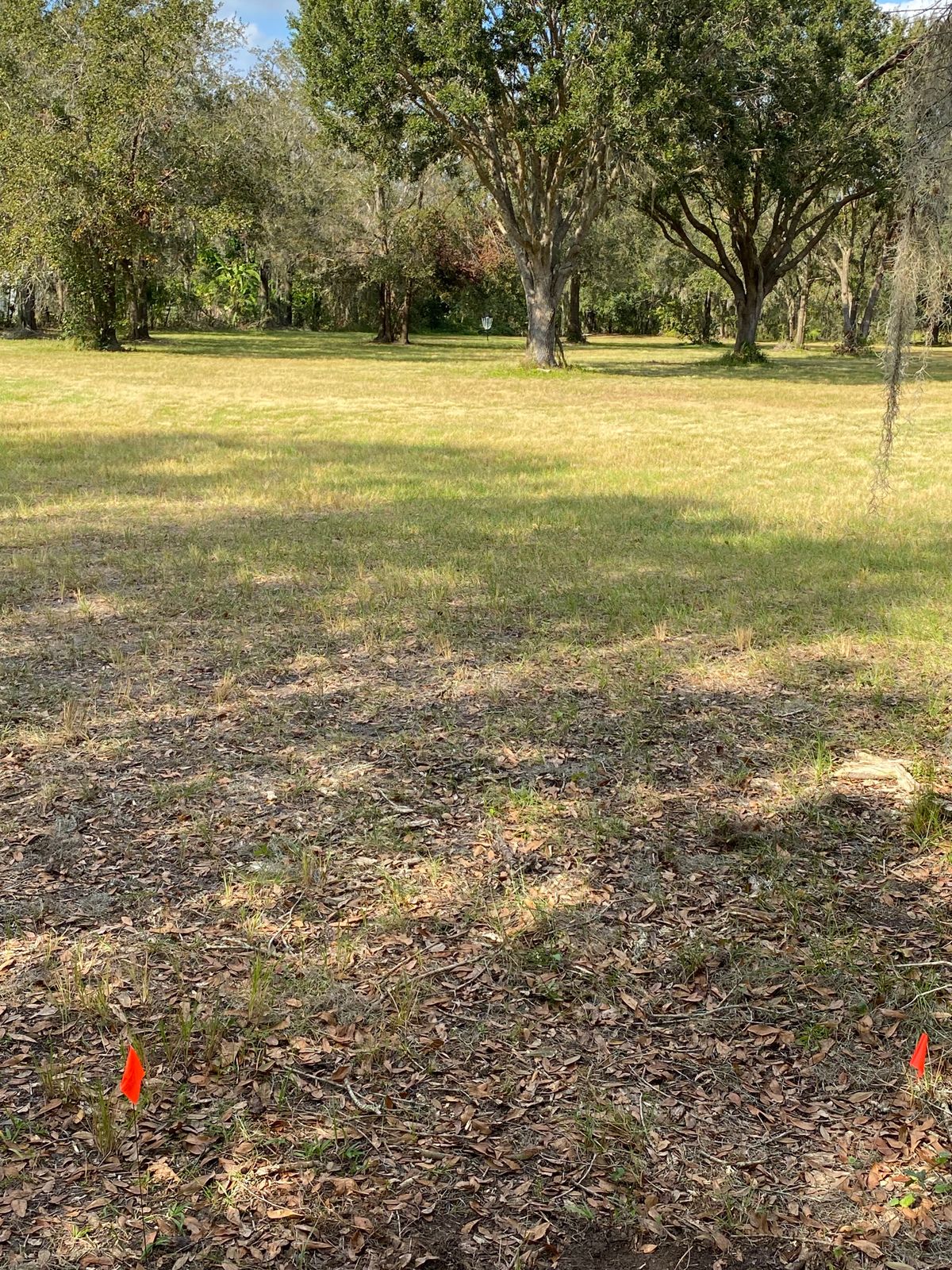 Hole 4 looking toward basket. Mando tree first on right must be left of.
